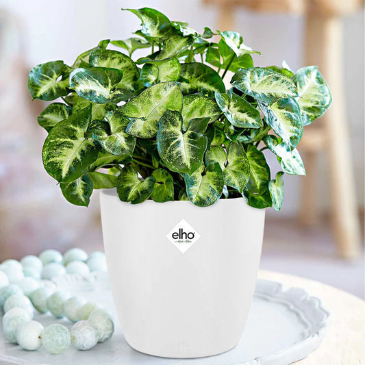 Syngonium Pixie + cache pot blanc 14 cm. - Bakker