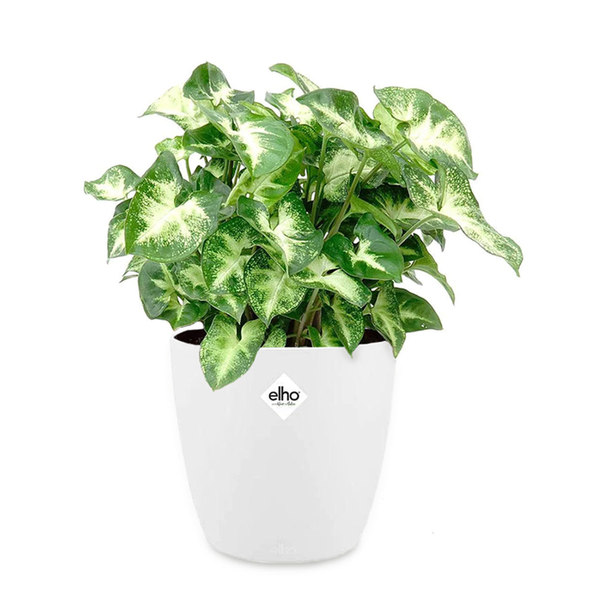 Syngonium pixie - Syngonium Pixie + cache pot blanc 14 cm. - Plantes d'intérieur avec cache-pot