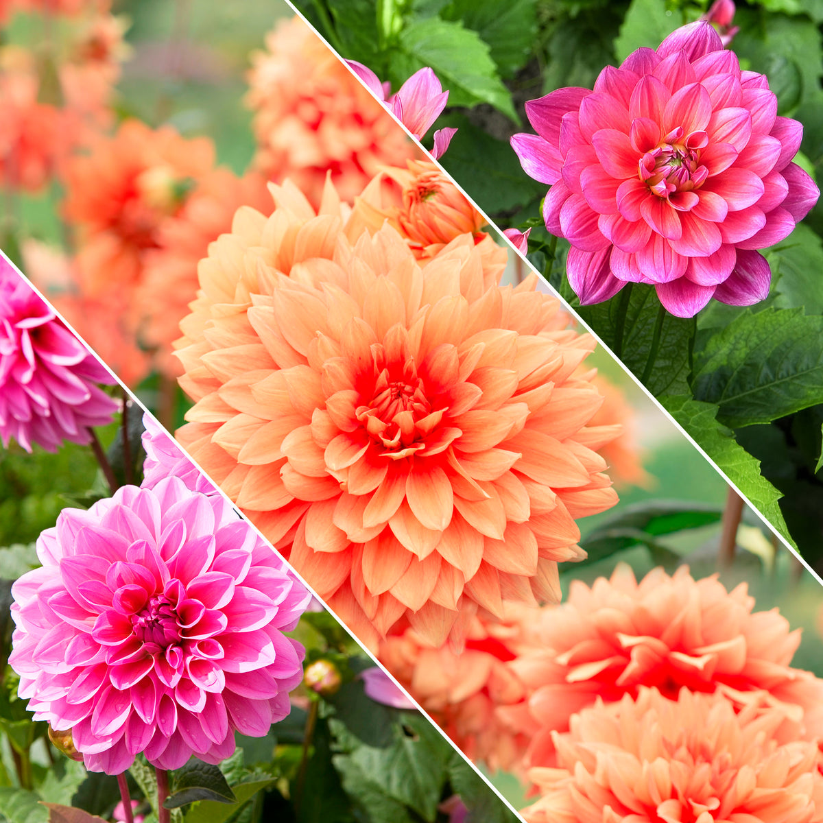 Dahlia nain décoratif en mélange - Bakker