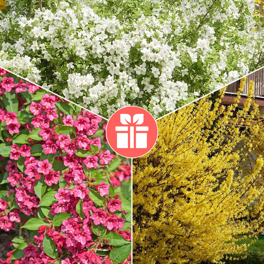 3 arbustes en cadeaux - Bakker