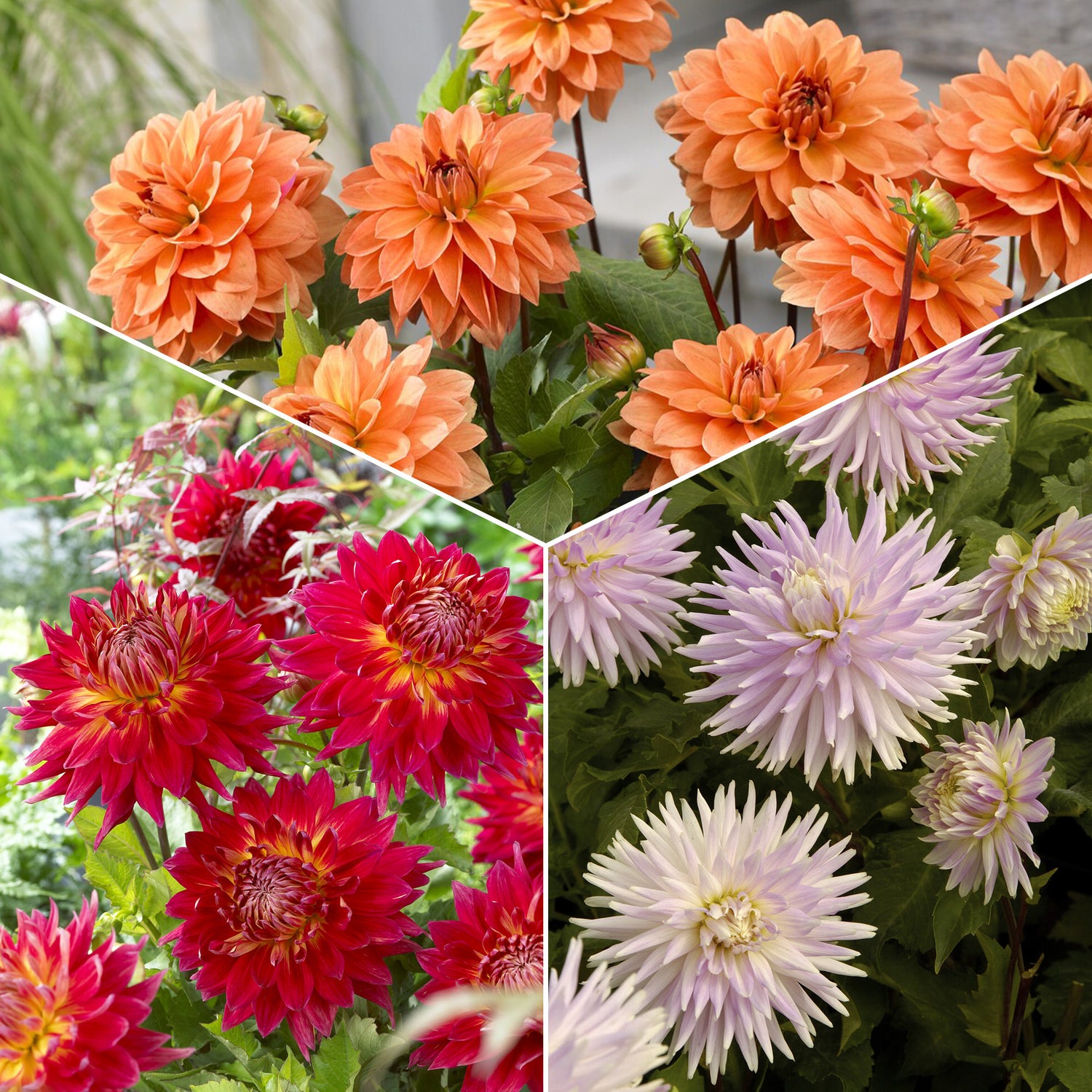 Bulbes de fleurs biologiques