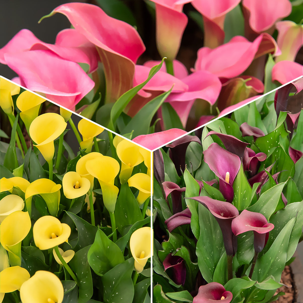 3 Callas rose, jaune, pourpre en mélange - Bakker