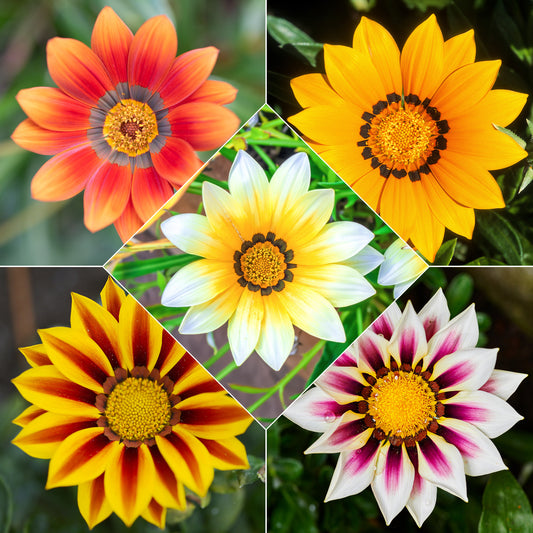 3 Gazanias en mélange - Bakker