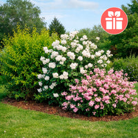 3 arbustes en cadeaux - Weigela Bristol Ruby,Philadelphus Virginal,Forsythia int. Spectabilis - Bakker