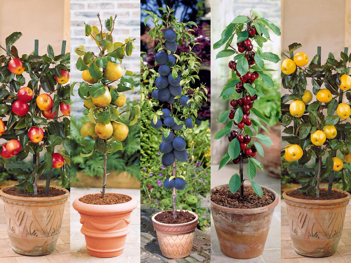 Offre à saisir : Mini Fruitiers à -60% !