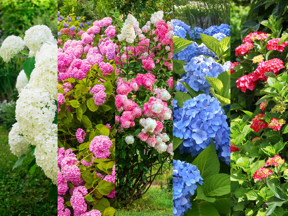 Offre à saisir : Hortensias à -60%