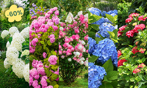 Offre à saisir : Hortensias à -60%