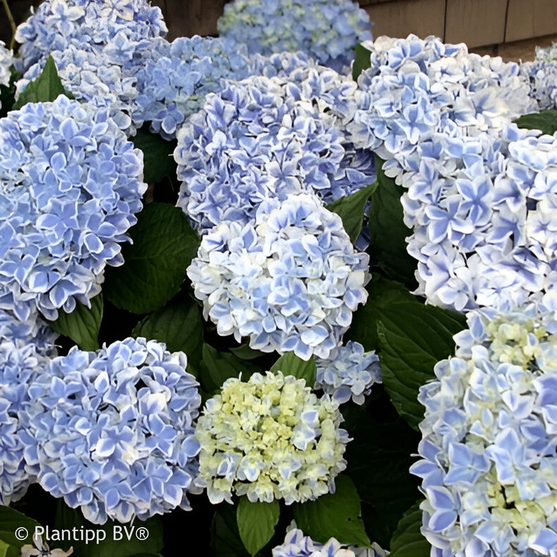 Hydrangea macrophylla peppermint - Hortensia Peppermint - Hortensia macrophylla