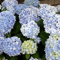 Hydrangea macrophylla peppermint - Hortensia Peppermint - Hortensia macrophylla
