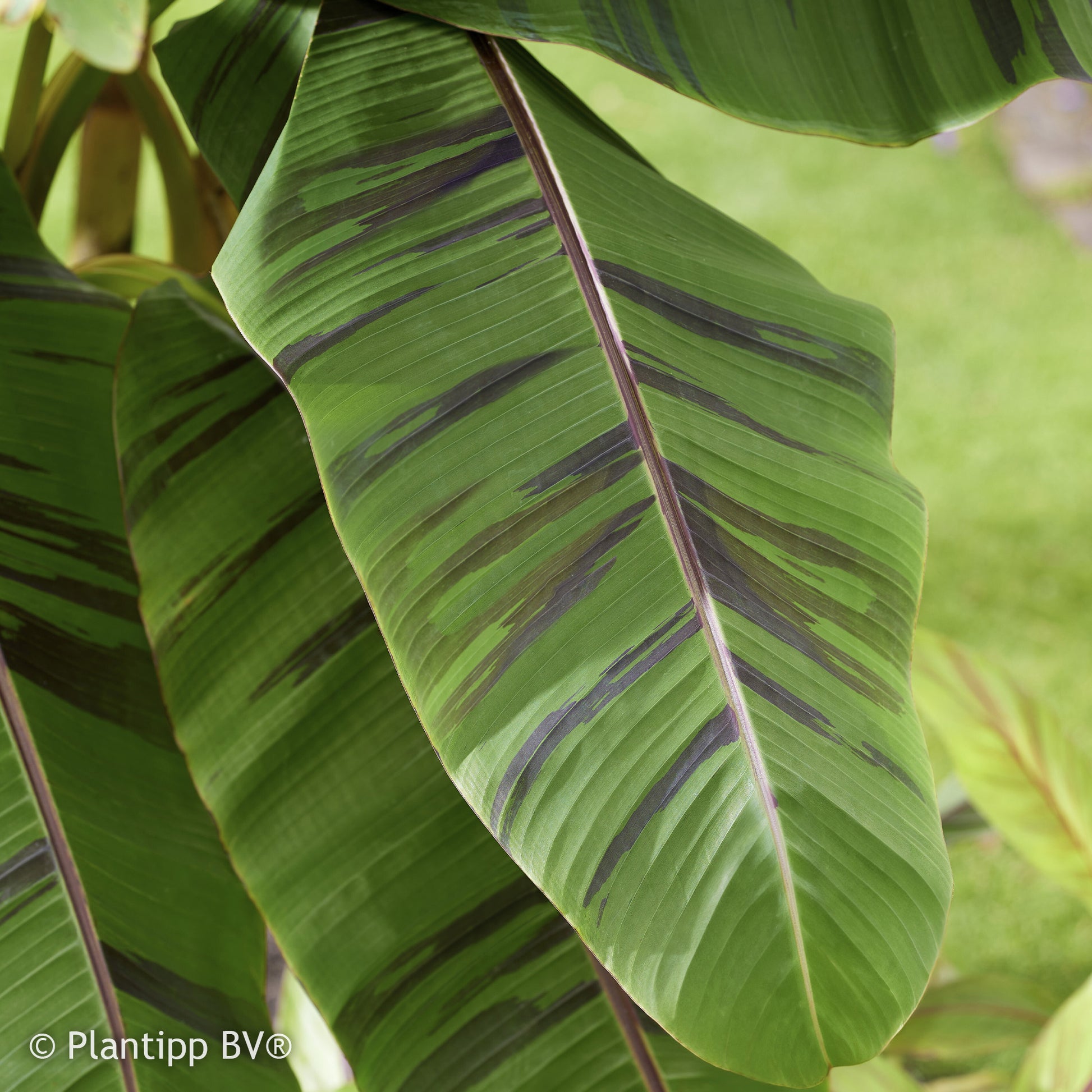 Vente Bananier du japon Ever Red - Musa sikkimmensis Ever Red