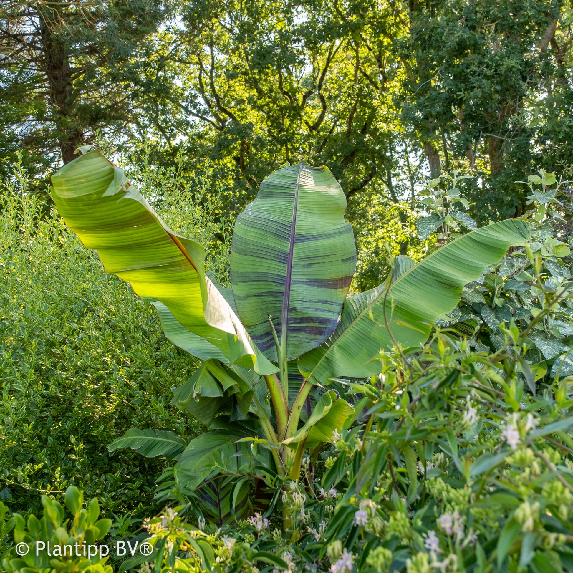 Musa sikkimmensis Ever Red - Bananier du japon Ever Red - bananier