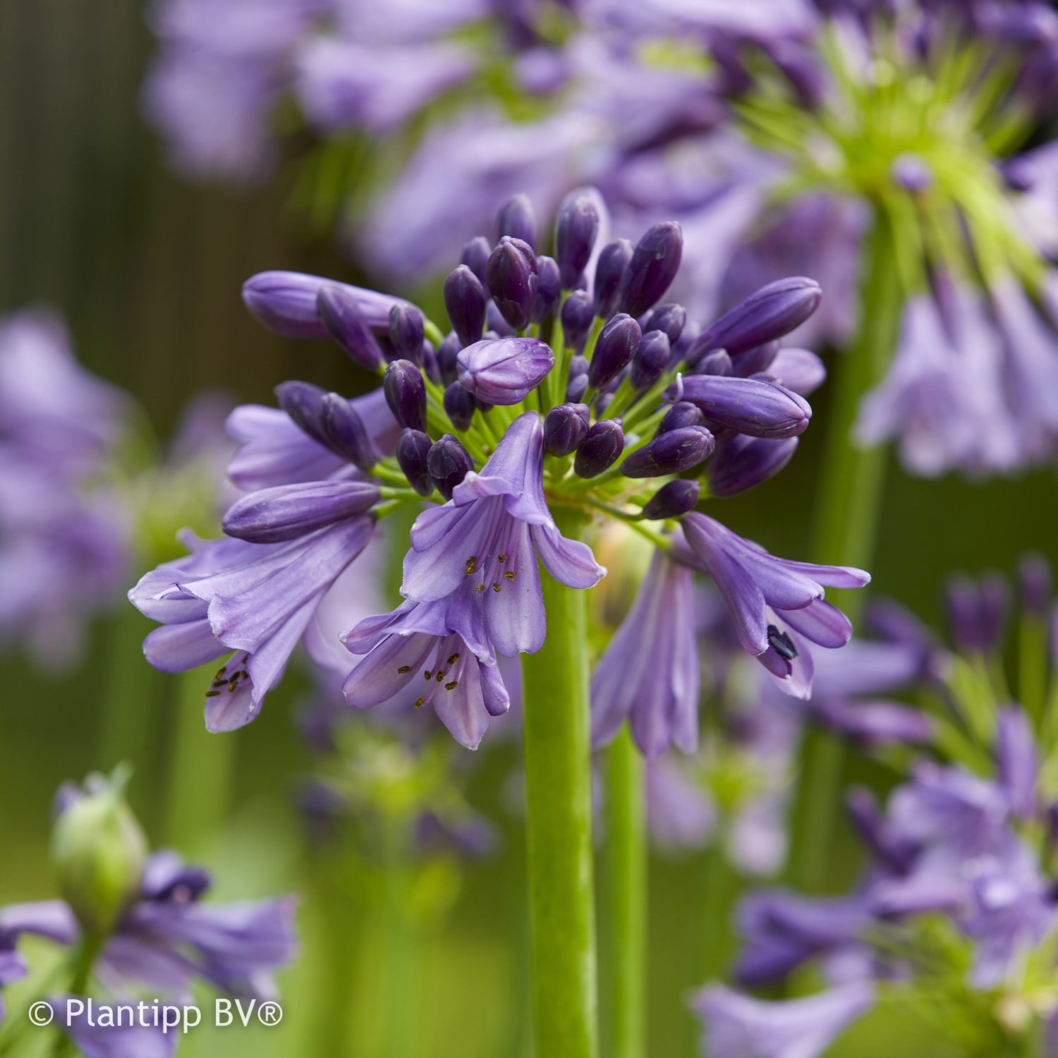 Agapanthes