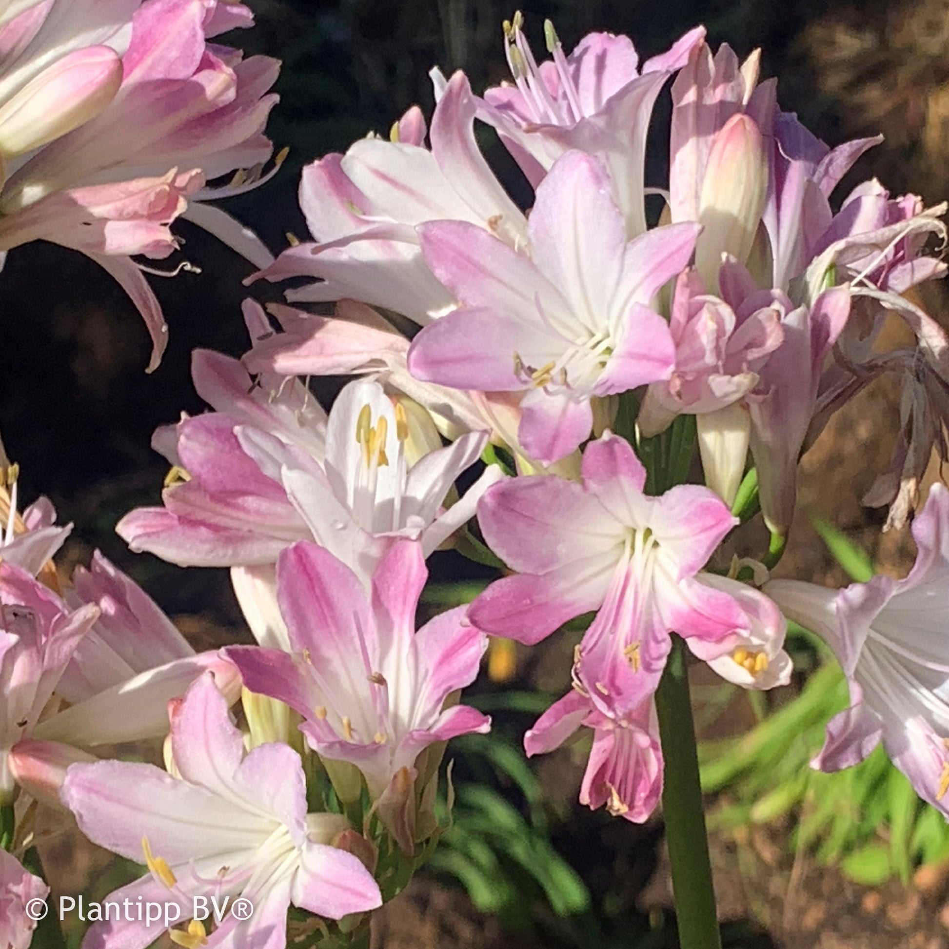 Agapanthus Blush Pink - Agapanthe Blush Pink - Agapanthes
