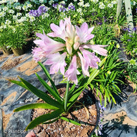 Agapanthe Blush Pink - Agapanthus Blush Pink - Bakker