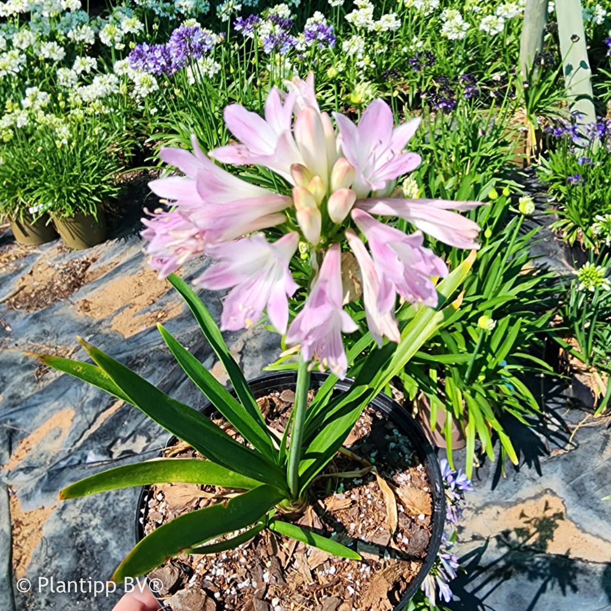 Agapanthe Blush Pink - Agapanthus Blush Pink - Bakker