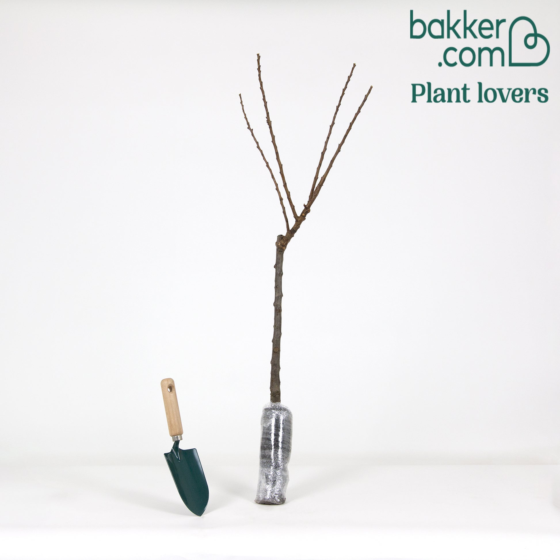 Bakker - Mini-abricotier - Prunus armeniaca Aprigold