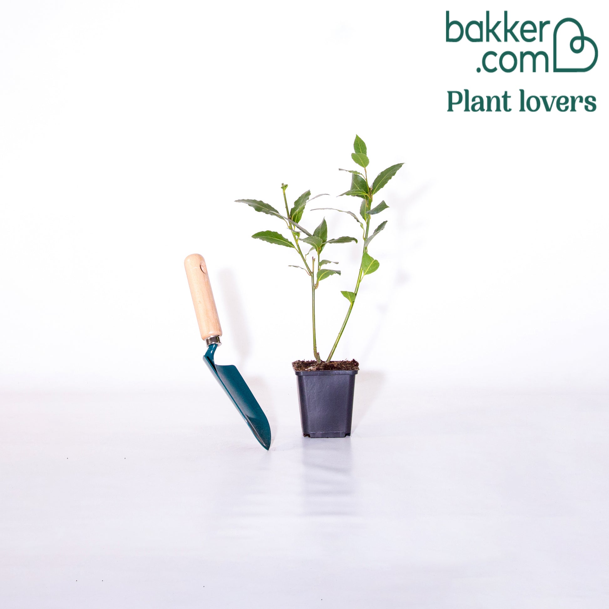 Bakker - Laurier-sauce - Laurus nobilis - Arbres et haies