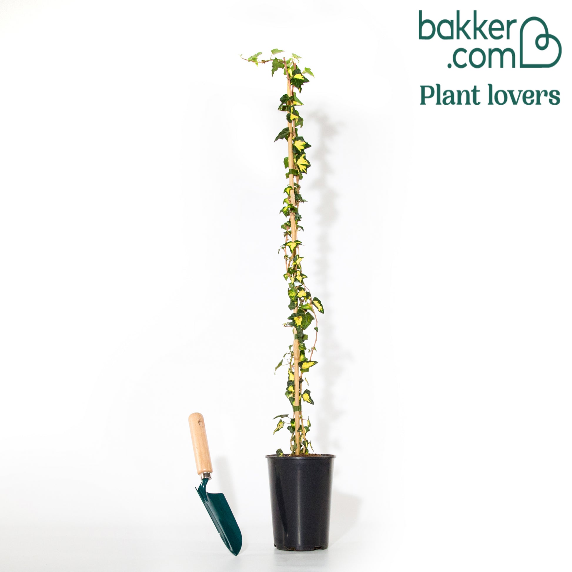 Bakker - Lierre commun Goldheart - Hedera helix goldheart