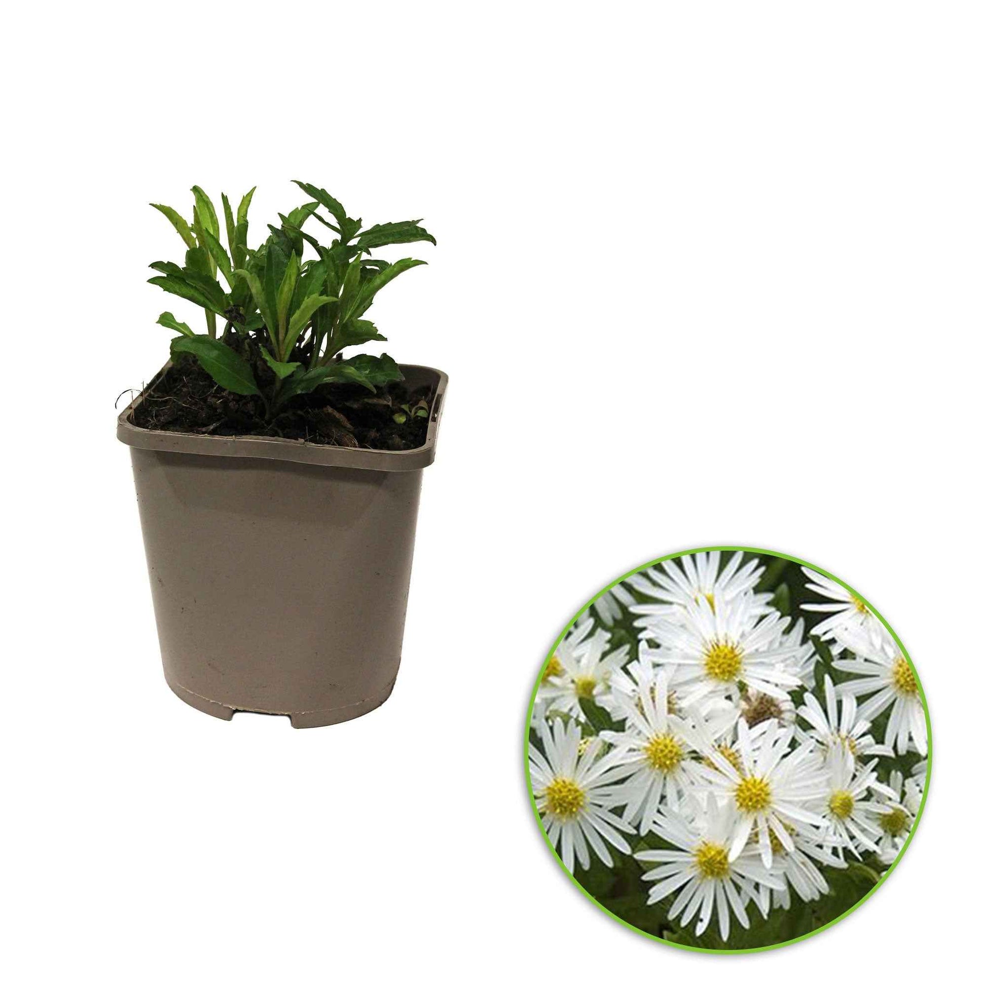 Aster d automne blanc - Lot de 3 pots de 9 cm - Caractéristiques des plantes - undefined