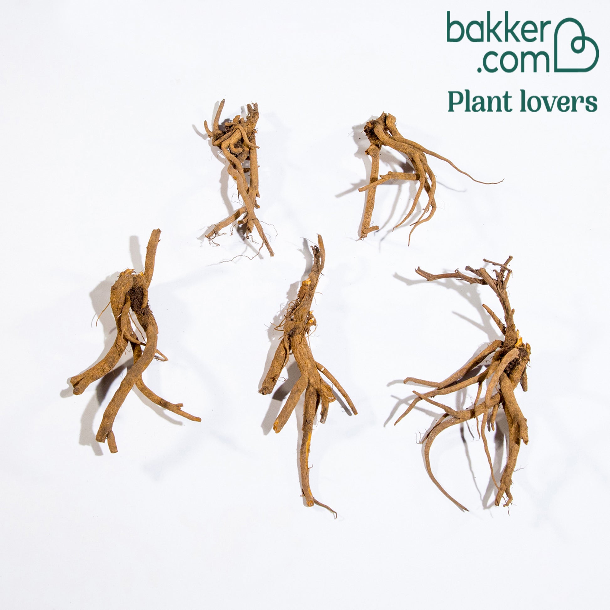 Bakker - Coeur de Marie - Dicentra spectabilis