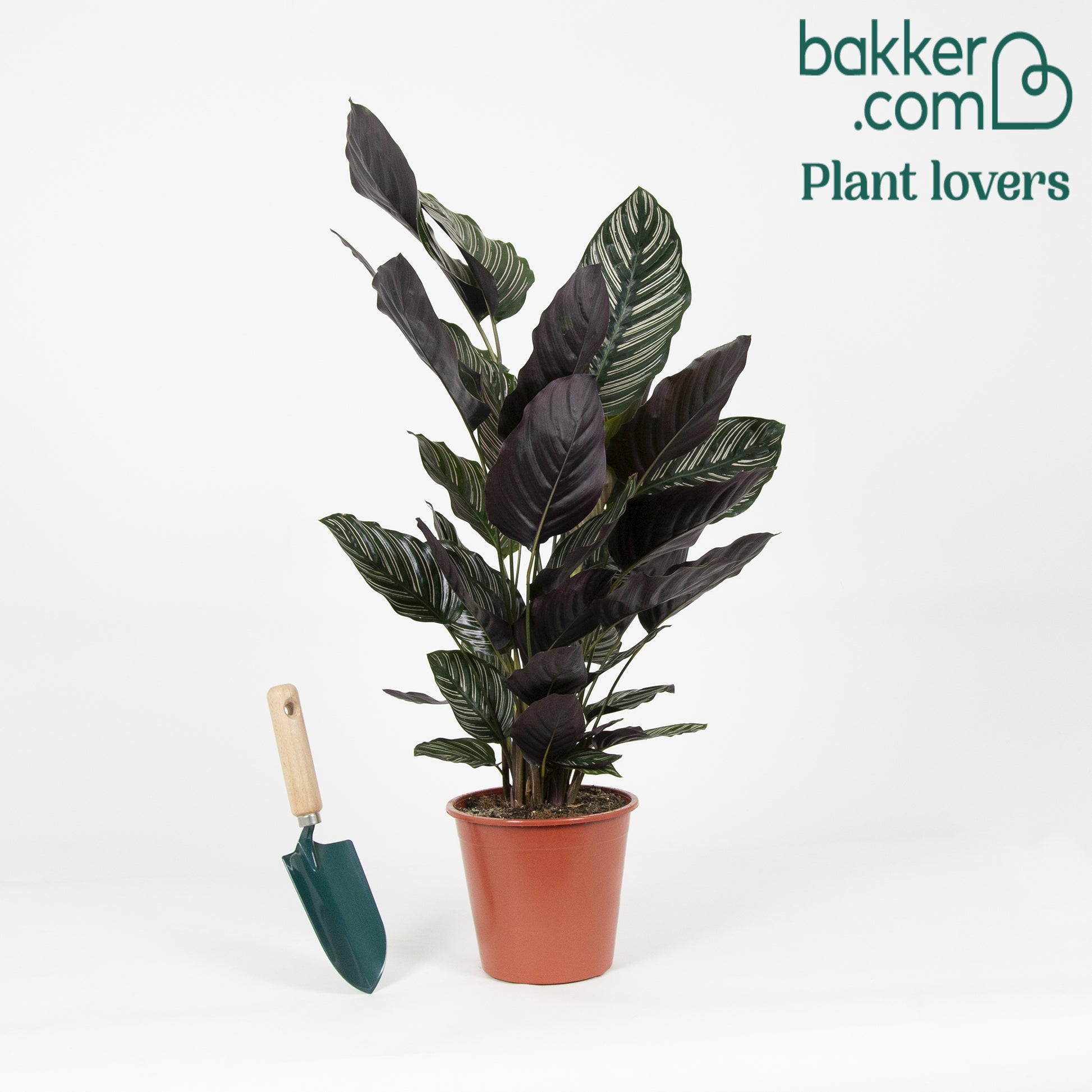 Bakker - Calathea 'Ornata' XL - Calathea ornata