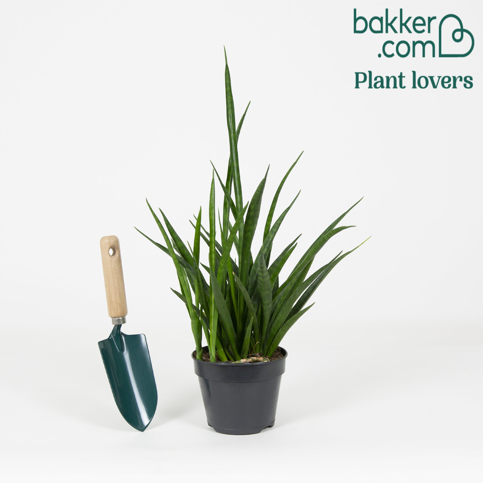 Bakker - Langue de belle-mère Sansevieria 'Friends' - Sansevieria kirkii friends