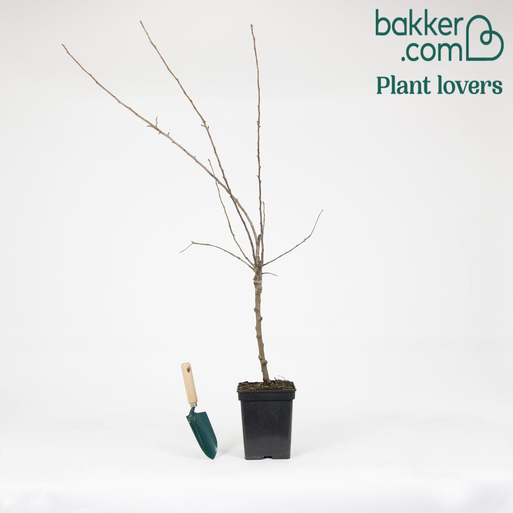 Bakker - Collection de 3 pommiers: Jonagored, Golden Delicious, Elstar - Malus domestica  'jonagored' ,'golden delicious' , 'elstar'