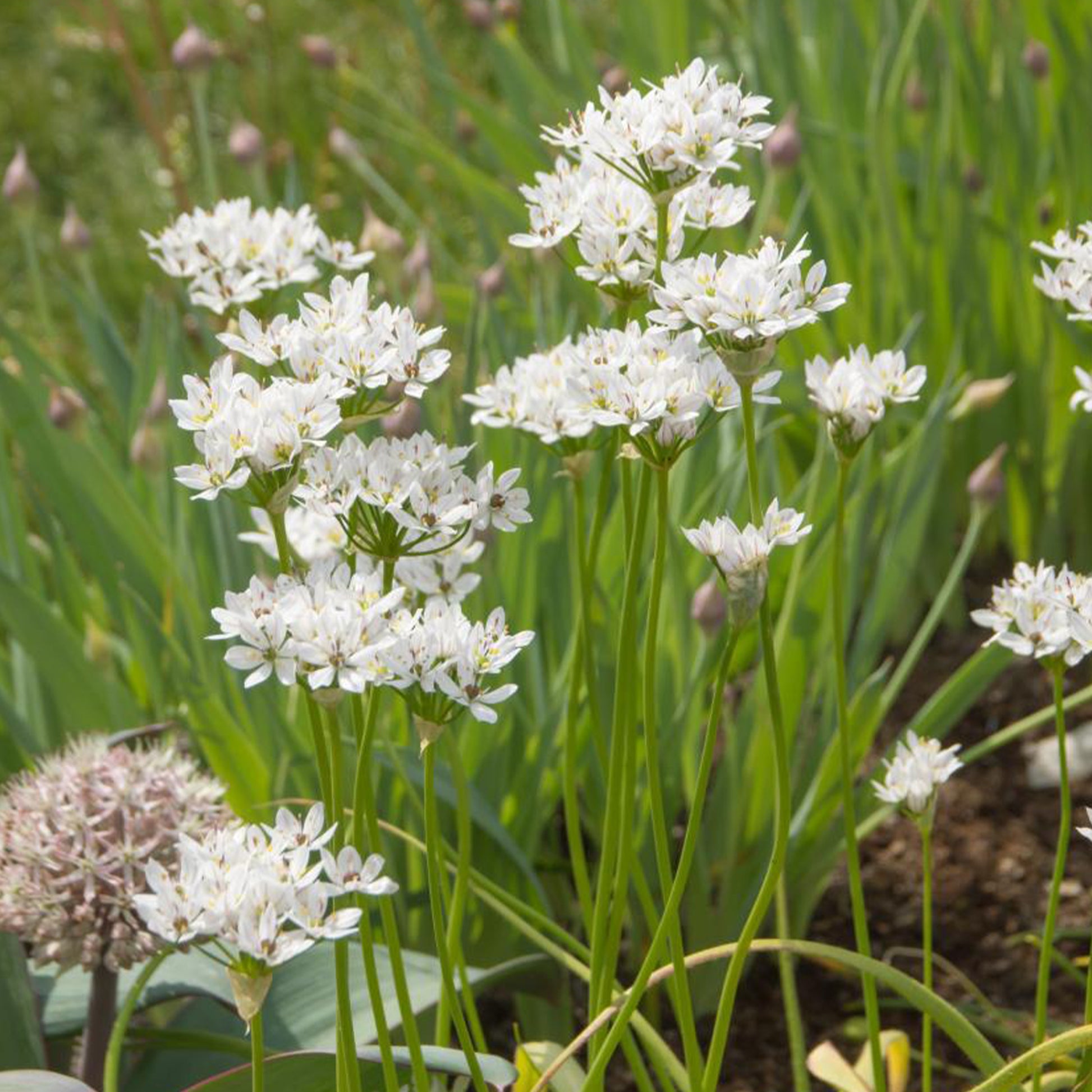 Allium neapolitanum - 50 Alliums d'ornement de Naples - Bulbes d'Allium