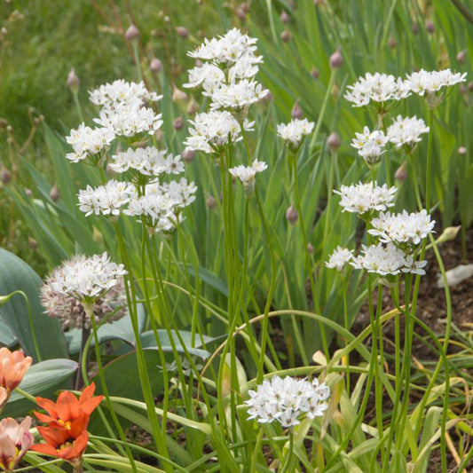 50 Alliums d'ornement de Naples - Bakker