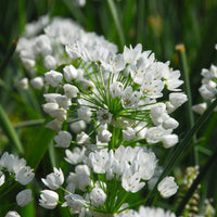 50 Alliums d'ornement de Naples - Allium neapolitanum - Bakker