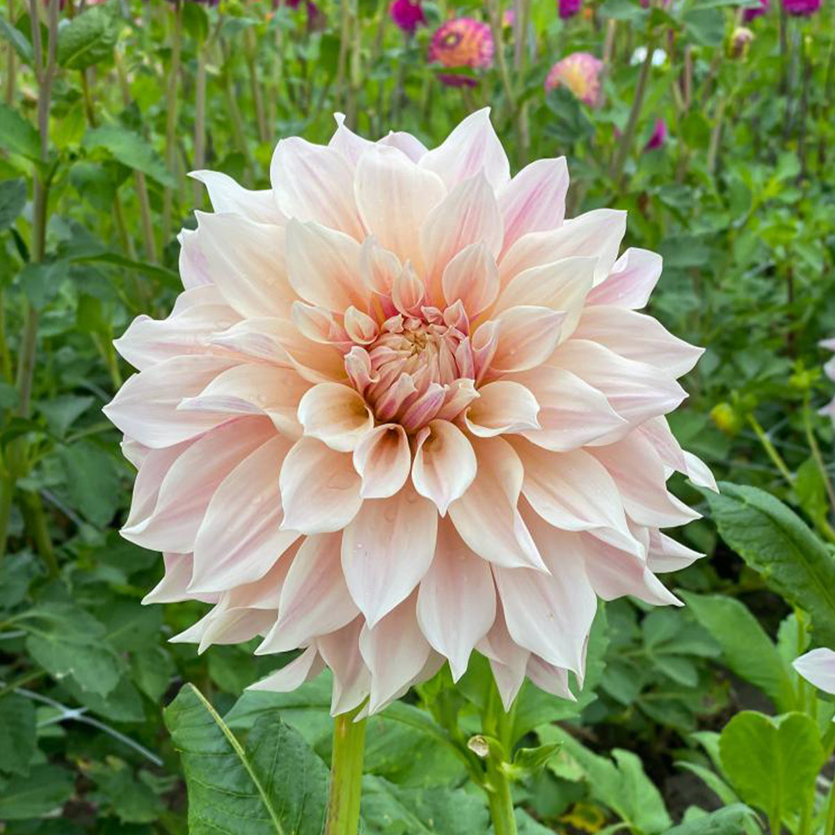 Bulbes de Dahlia - 3 Dahlias Café au lait - Dahlia Café au Lait