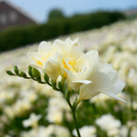 25 Freesias à fleurs doubles blanches - Bakker