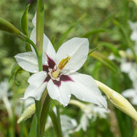 Gladiolus callianthus - 30 Glaïeuls dAbyssinie - Bulbes de Glaïeul