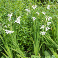 30 Glaïeuls dAbyssinie - Gladiolus callianthus - Bakker