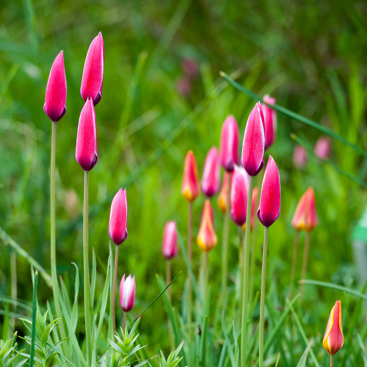 12 Tulipes Peppermint Stick - Tulipa peppermint stick - Bakker