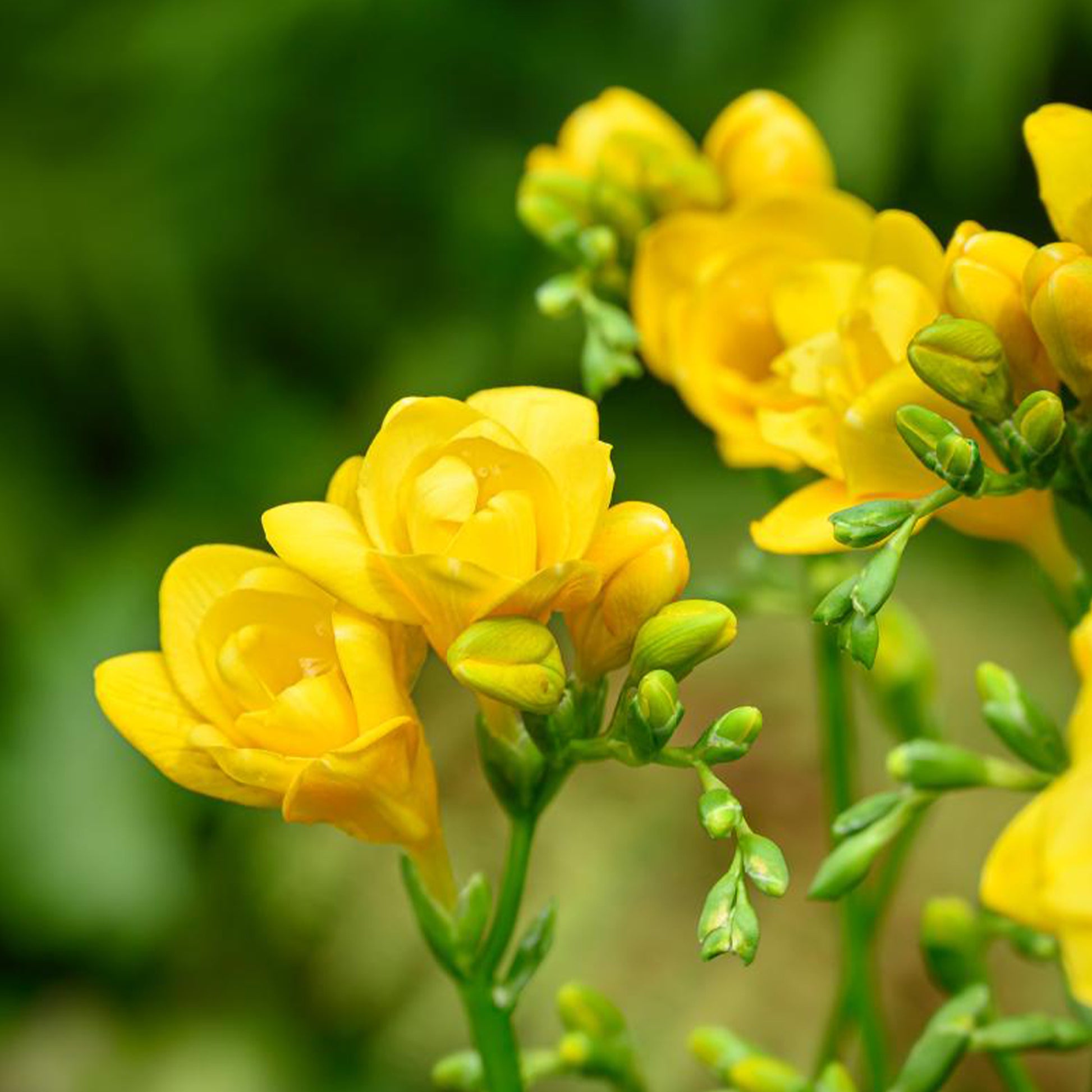 30 Bulbes de fleurs d'été en mélange - Pack de bulbes pour bordure - Bakker