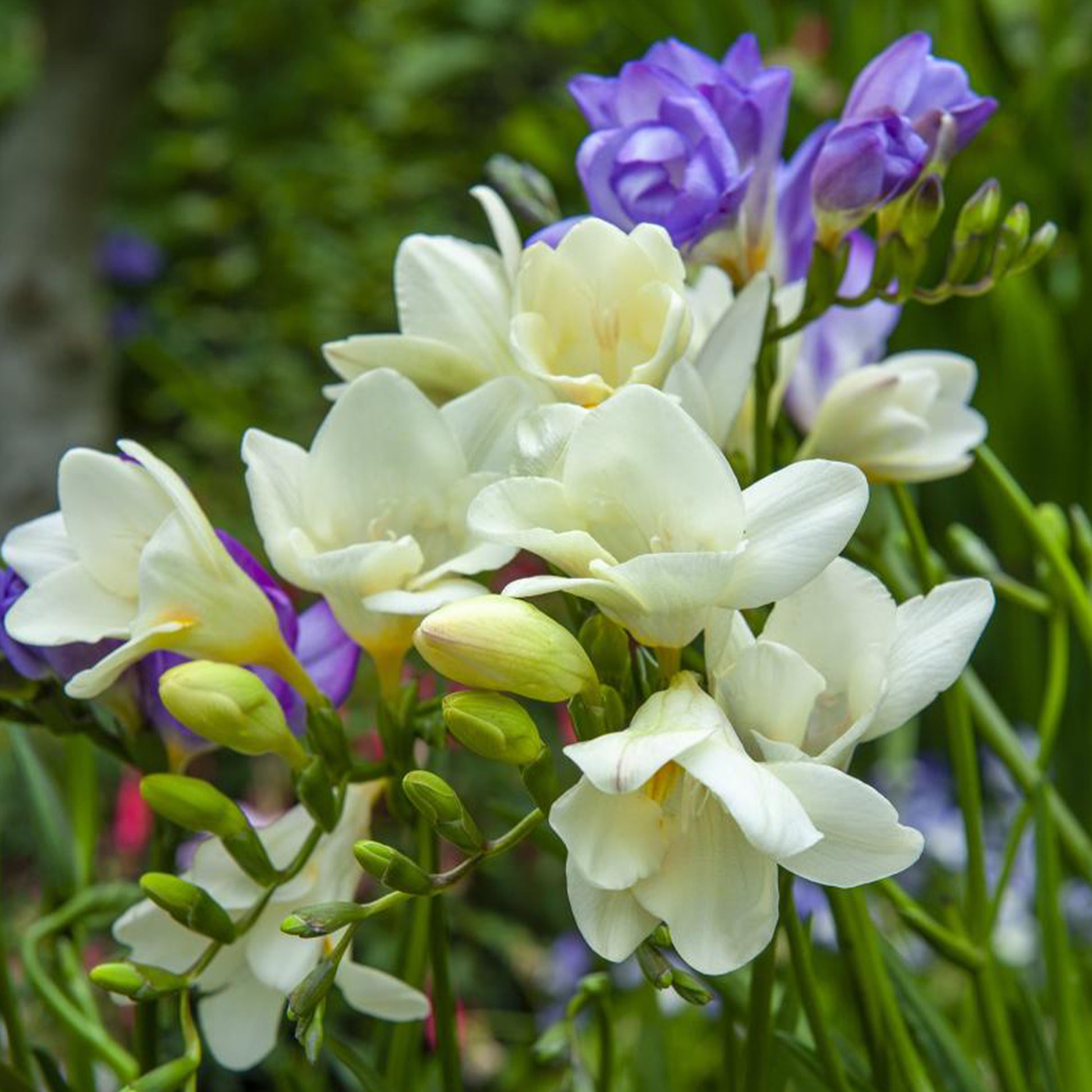 Vente 30 Bulbes de fleurs d'été en mélange - Freesia, sparaxis, dahlia