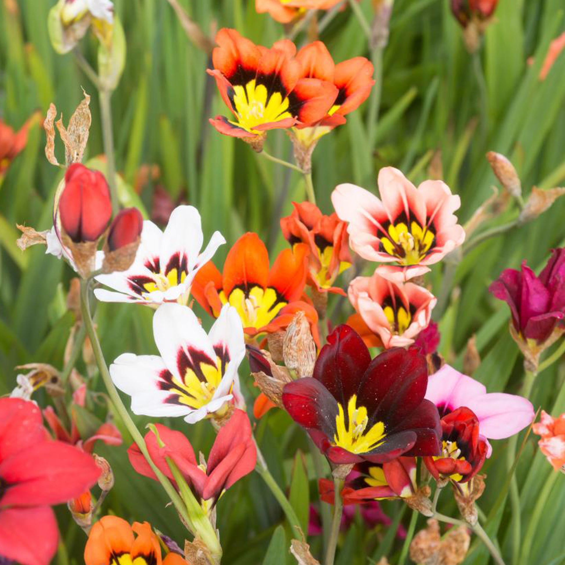 Pack de bulbes pour bordure - 30 Bulbes de fleurs d'été en mélange - Freesia, sparaxis, dahlia