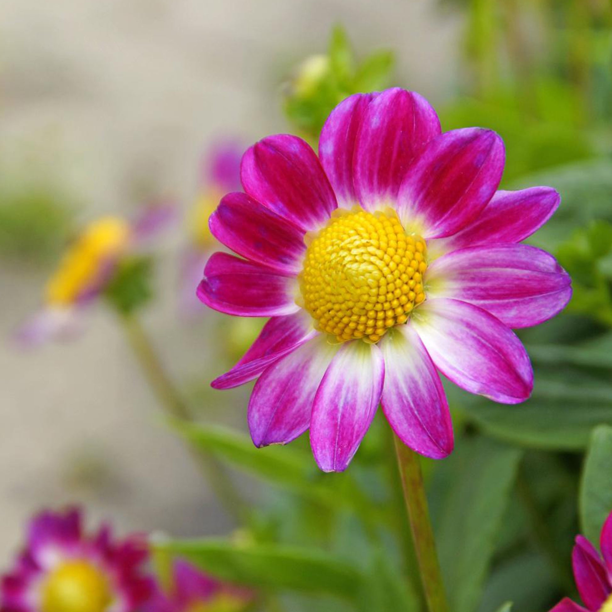 Vente 30 Bulbes de fleurs d'été en mélange