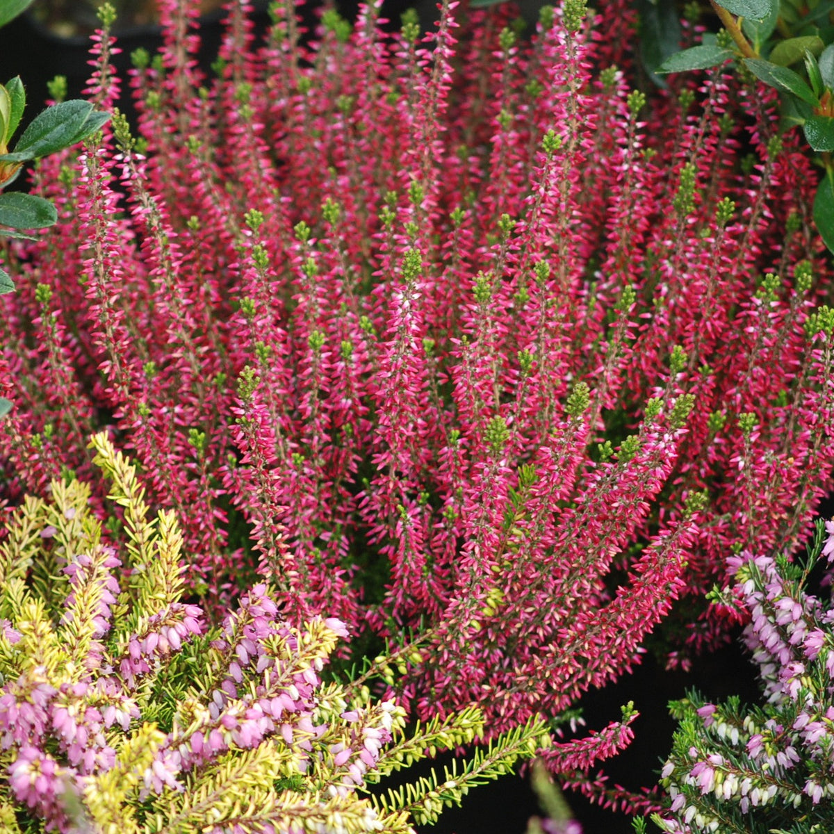 Calluna vulgaris - 6 Bruyères d'été en mélange - Vivaces fleuries