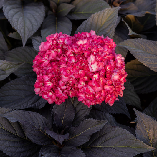 Hortensie macrophylla 'Eclipse Bailmacseven' - Bakker