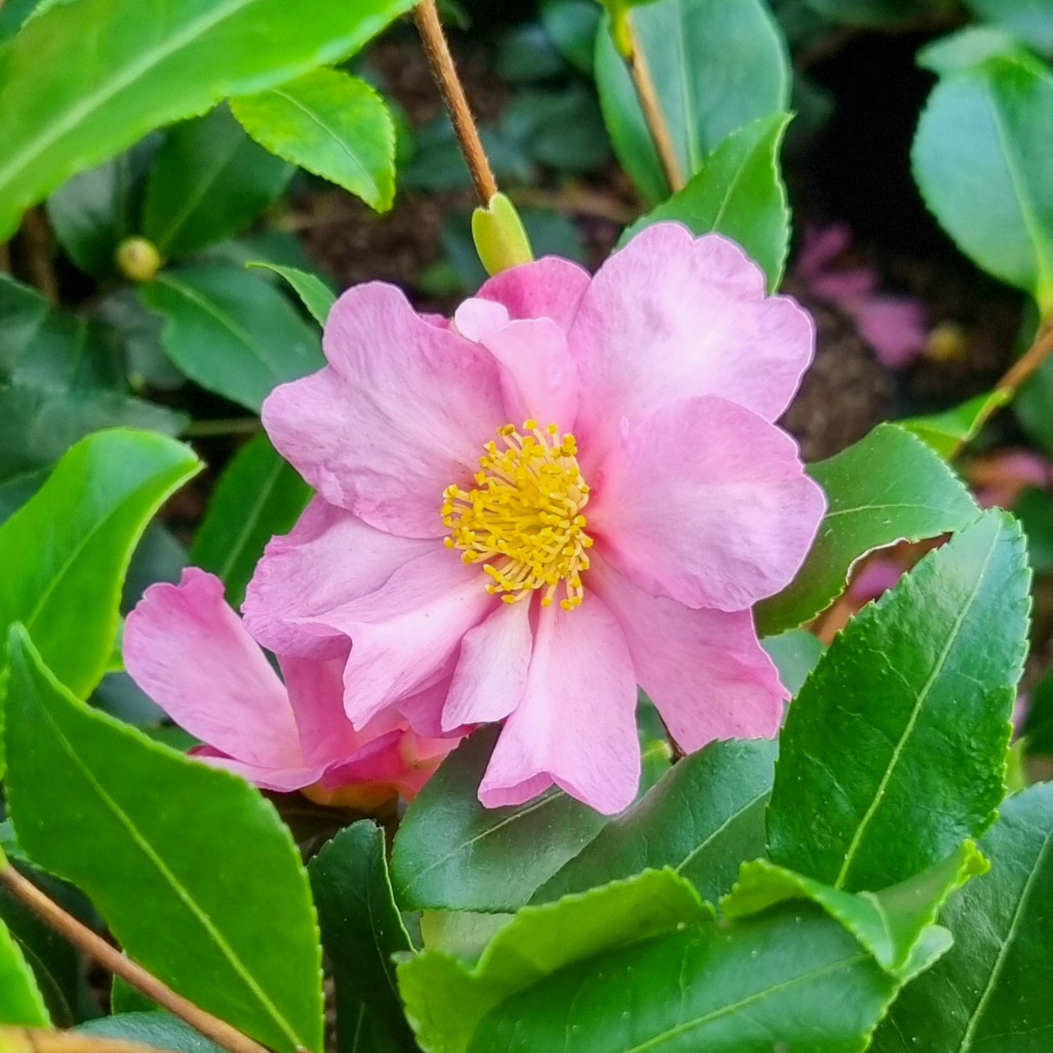 Camellia sasanqua - Camélia d'automne