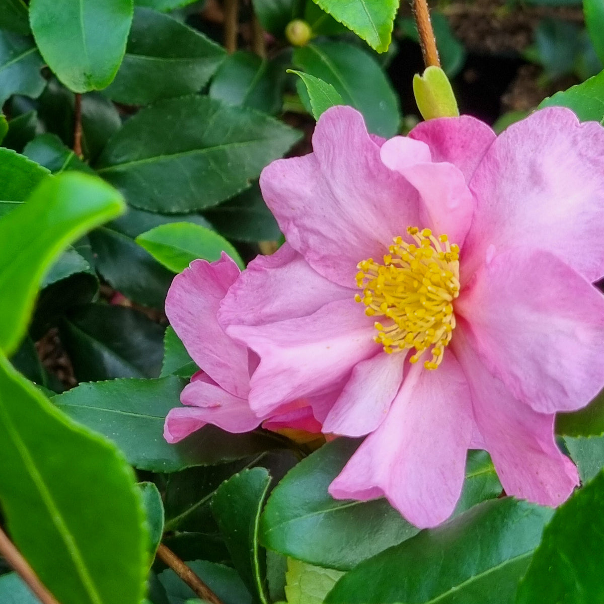 Camellia sasanqua Cleopatra - Camélia d'automne Cleopatra - Camellia