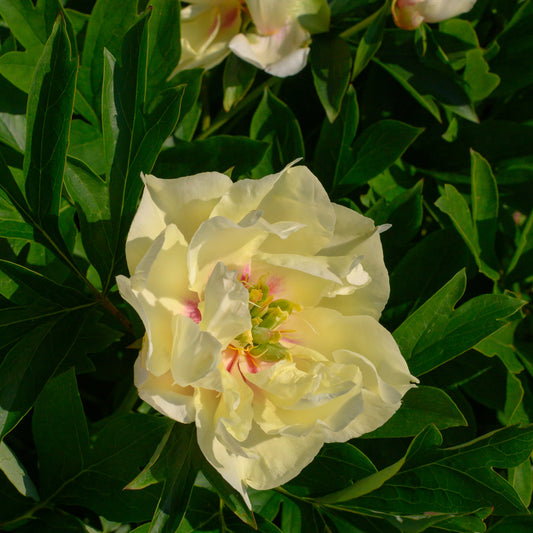 Pivoine Canary Brilliants - Bakker