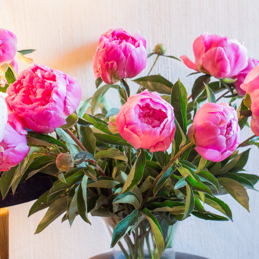 Pivoine Jacorma - Bakker