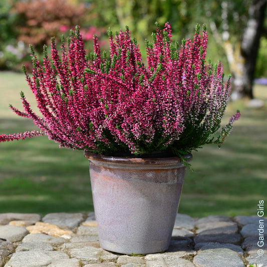 3 Bruyères d'été - Bakker