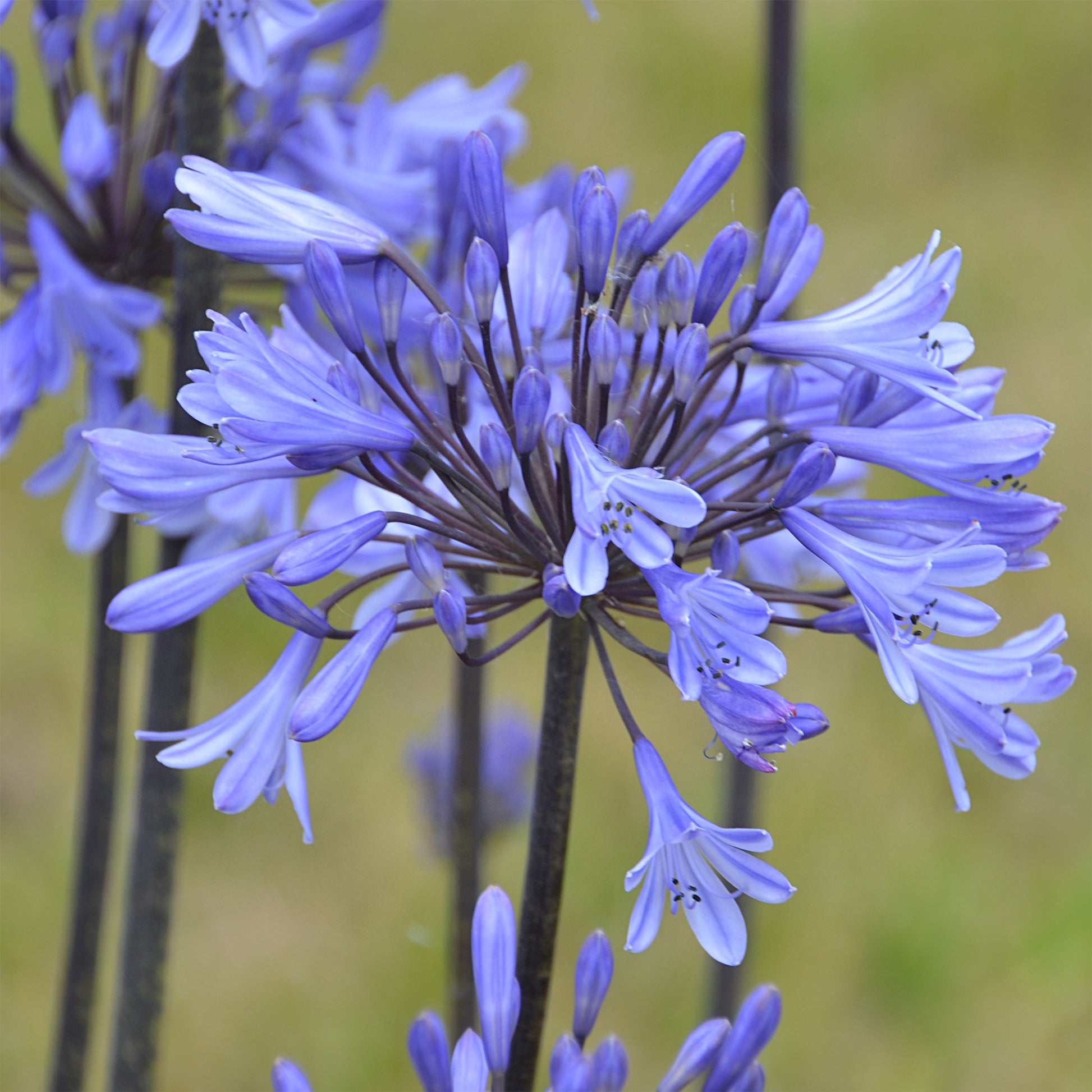 Agapanthes - Agapanthe Graphite® Blue - Agapanthus Graphite ® Blue Turk8