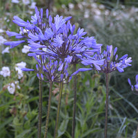 Agapanthus Graphite ® Blue Turk8 - Agapanthe Graphite® Blue - Agapanthes