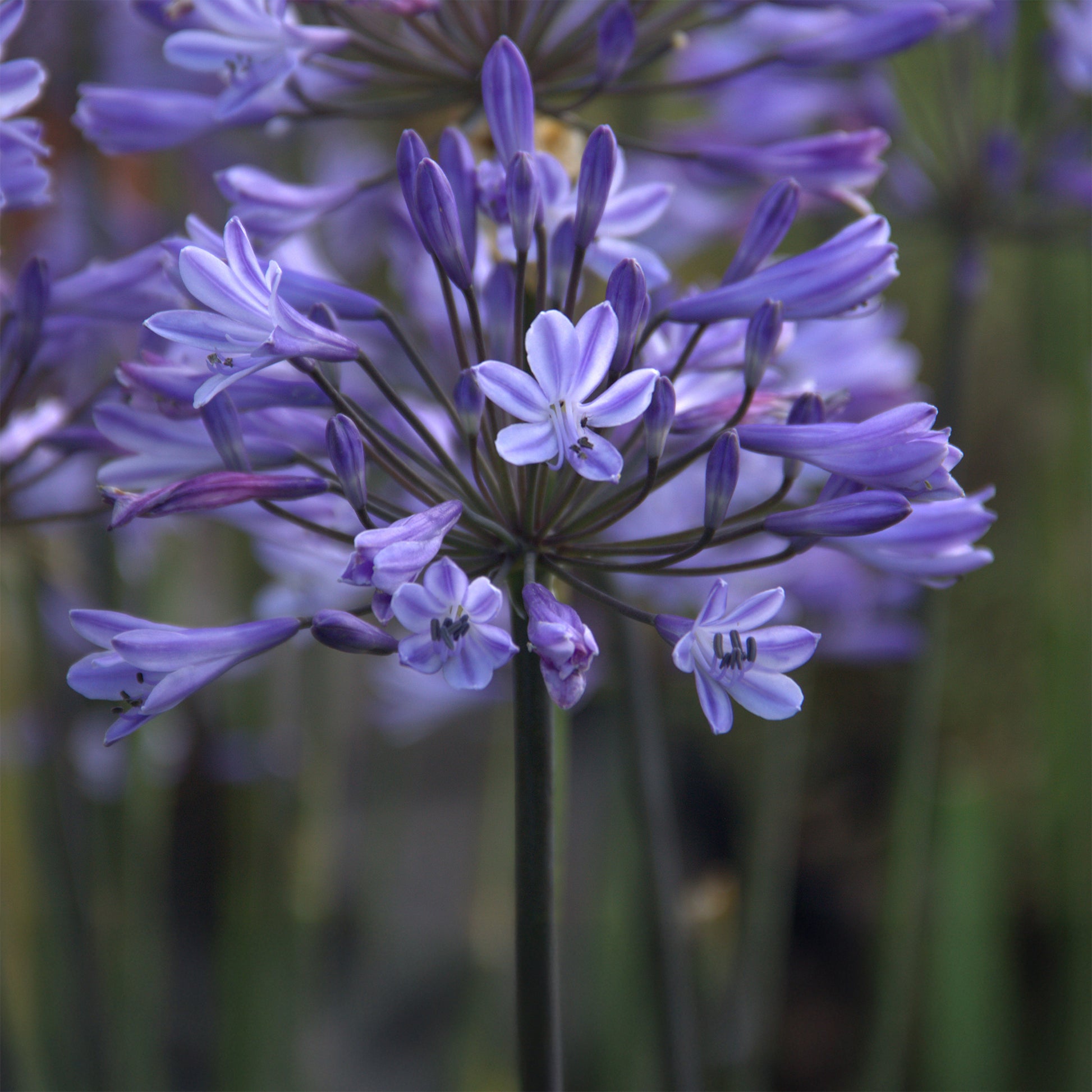 Agapanthe Graphite® Blue - Agapanthus Graphite ® Blue Turk8 - Bakker