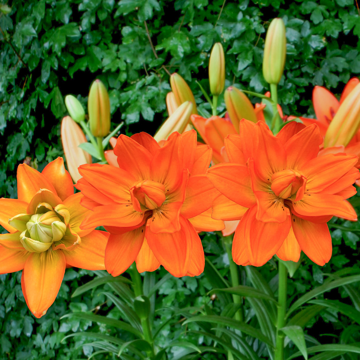 Lillium Hulk - Lis Hulk - Bulbes de Lys